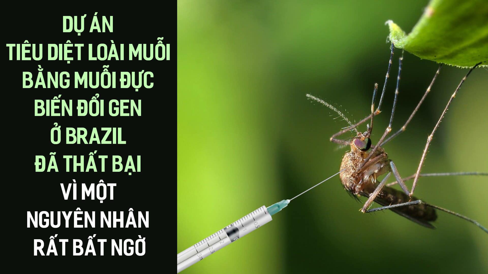 Dự án tiêu diệt loài muỗi bằng muỗi đực biến đổi gen ở Brazil đã thất bại vì một nguyên nhân rất bất ngờ