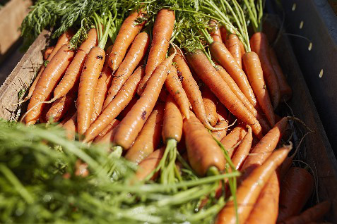 Chuyện củ cà rốt hữu cơ (organic): món ăn dặm đầu tiên phổ biến của trẻ em Châu Âu - Ảnh 2. Chuyện củ cà rốt hữu cơ (organic): món ăn dặm đầu tiên phổ biến của trẻ em Châu Âu - Ảnh 2.