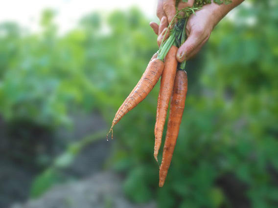 Chuyện củ cà rốt hữu cơ (organic): món ăn dặm đầu tiên phổ biến của trẻ em Châu Âu - Ảnh 3. Chuyện củ cà rốt hữu cơ (organic): món ăn dặm đầu tiên phổ biến của trẻ em Châu Âu - Ảnh 3.