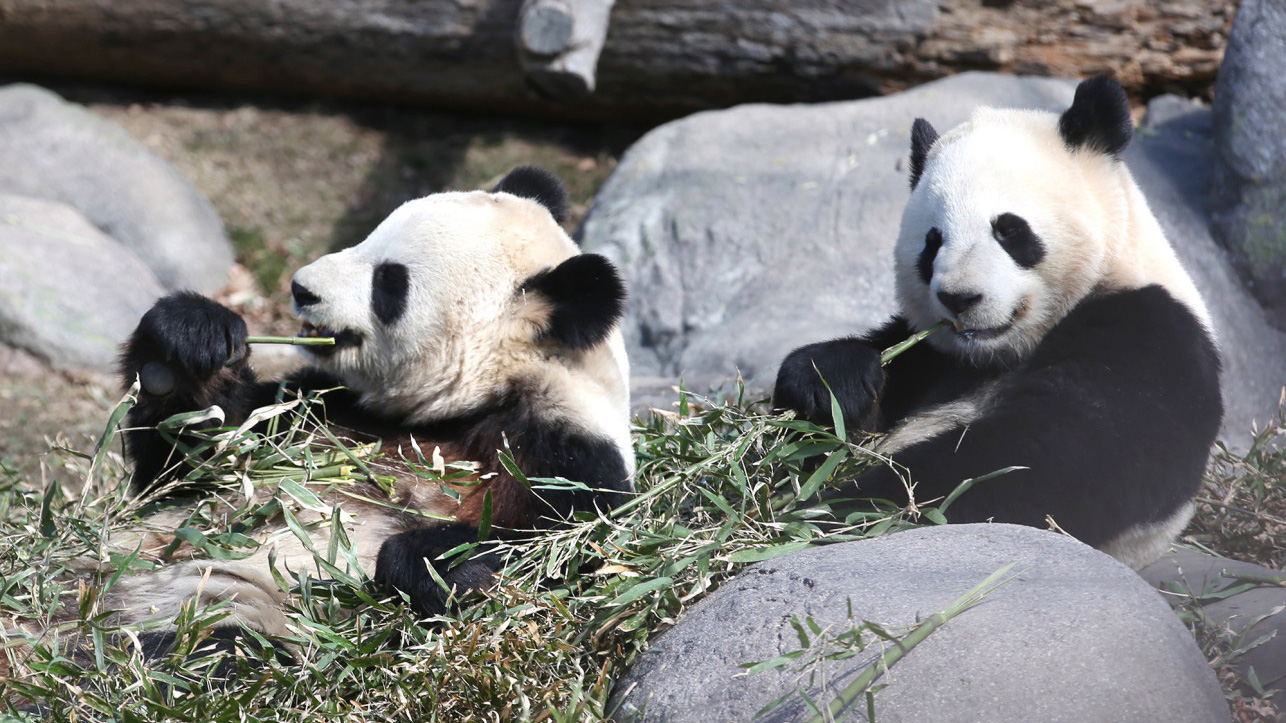Không đủ tre, vườn thú Canada gửi trả gấu trúc về Trung Quốc