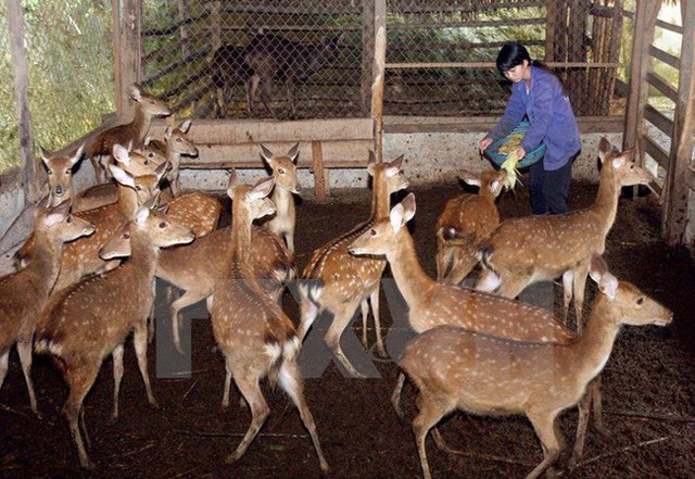 UBND tỉnh Hà Tĩnh kiến nghị bổ sung con hươu sao ra khỏi “Danh mục động vật rừng thông thường” - Ảnh 1.