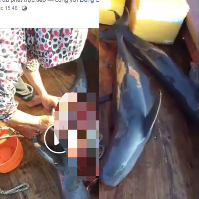 Nhóm người Livestream cảnh giết cá heo gây phẫn nộ - Ảnh 1.