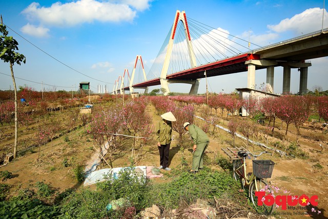 Người trồng đào Nhật Tân mất Tết vì thời tiết thất thường, đào bung nở sớm - Ảnh 8.