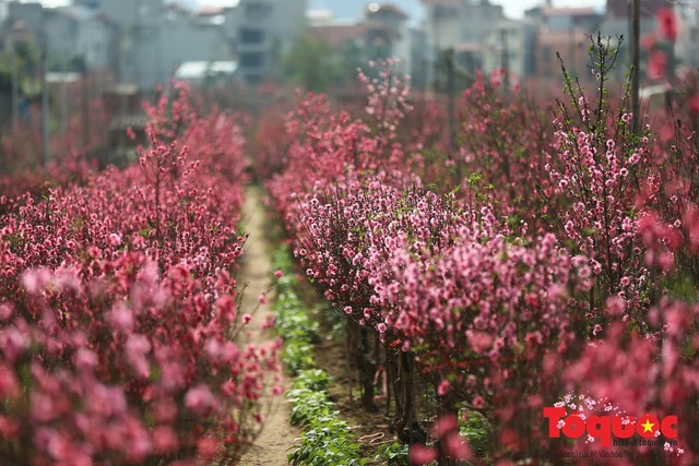Người trồng đào Nhật Tân mất Tết vì thời tiết thất thường, đào bung nở sớm - Ảnh 5.