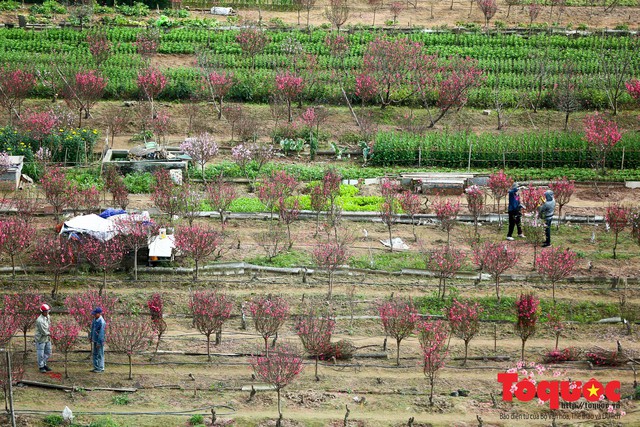 Người trồng đào Nhật Tân mất Tết vì thời tiết thất thường, đào bung nở sớm - Ảnh 2.