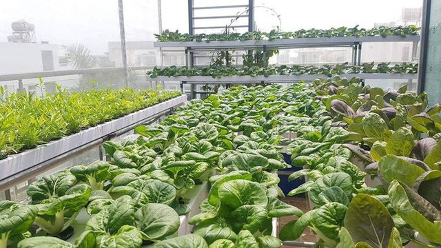 Bất ngờ với mô hình trồng rau thả cá trong căn biệt thự trị giá đến 1 triệu USD của ca sĩ Quách Thành Danh - Ảnh 10. Bất ngờ với mô hình trồng rau thả cá trong căn biệt thự trị giá đến 1 triệu USD của ca sĩ Quách Thành Danh - Ảnh 10.