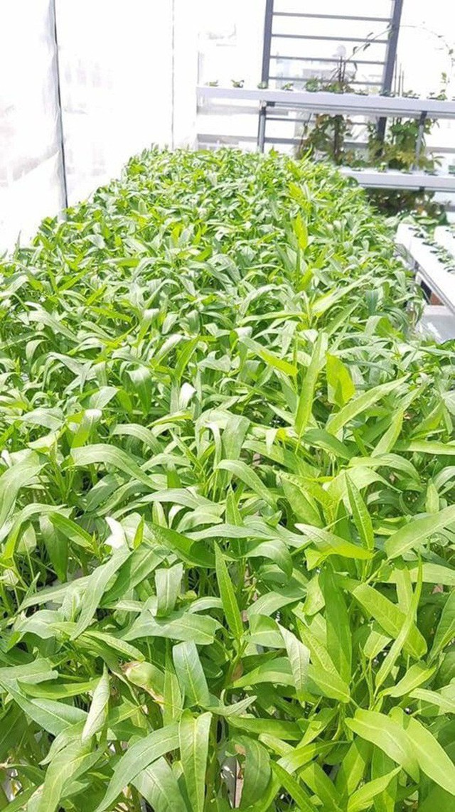 Bất ngờ với mô hình trồng rau thả cá trong căn biệt thự trị giá đến 1 triệu USD của ca sĩ Quách Thành Danh - Ảnh 11. Bất ngờ với mô hình trồng rau thả cá trong căn biệt thự trị giá đến 1 triệu USD của ca sĩ Quách Thành Danh - Ảnh 11.