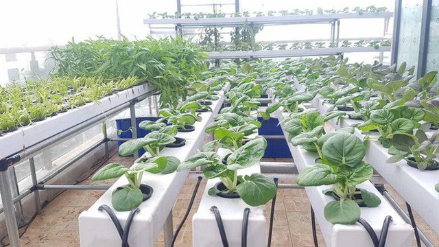 Bất ngờ với mô hình trồng rau thả cá trong căn biệt thự trị giá đến 1 triệu USD của ca sĩ Quách Thành Danh - Ảnh 12. Bất ngờ với mô hình trồng rau thả cá trong căn biệt thự trị giá đến 1 triệu USD của ca sĩ Quách Thành Danh - Ảnh 12.