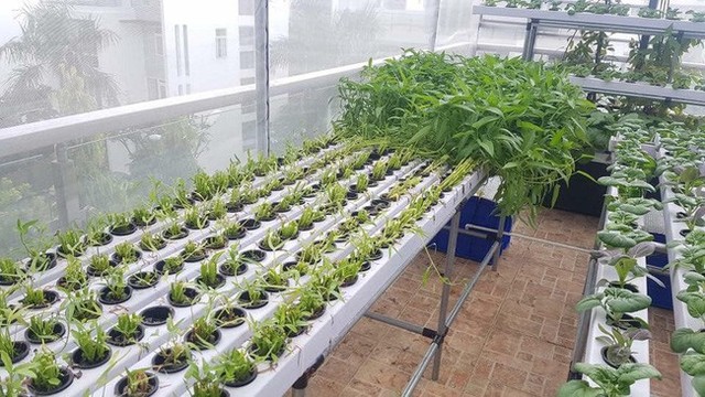 Bất ngờ với mô hình trồng rau thả cá trong căn biệt thự trị giá đến 1 triệu USD của ca sĩ Quách Thành Danh - Ảnh 13. Bất ngờ với mô hình trồng rau thả cá trong căn biệt thự trị giá đến 1 triệu USD của ca sĩ Quách Thành Danh - Ảnh 13.