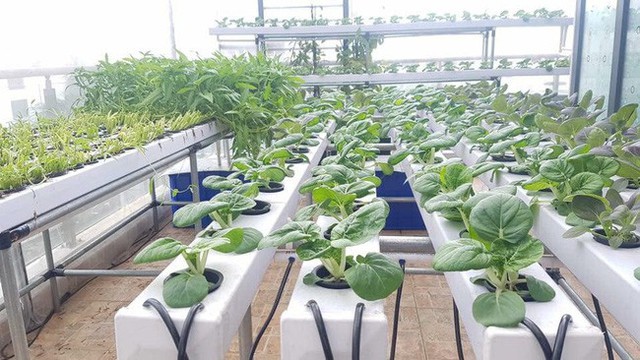 Bất ngờ với mô hình trồng rau thả cá trong căn biệt thự trị giá đến 1 triệu USD của ca sĩ Quách Thành Danh - Ảnh 14. Bất ngờ với mô hình trồng rau thả cá trong căn biệt thự trị giá đến 1 triệu USD của ca sĩ Quách Thành Danh - Ảnh 14.