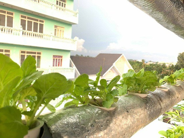 Vườn rau thủy canh ăn không xuể trên sân thượng nhà diễn viên Kha Ly - Thanh Duy - Ảnh 6. Vườn rau thủy canh ăn không xuể trên sân thượng nhà diễn viên Kha Ly - Thanh Duy - Ảnh 6.