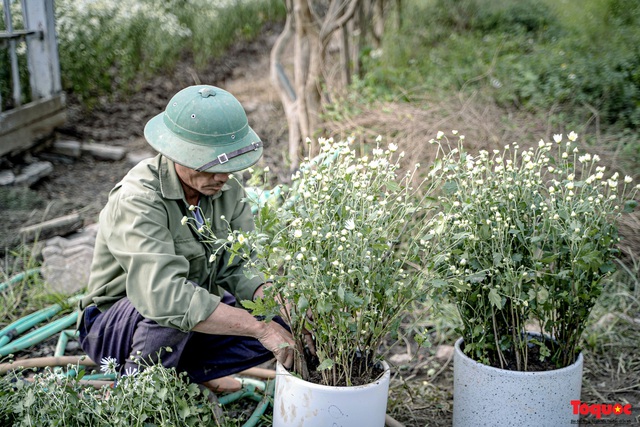 Thiếu nữ Hà nội háo hức khoe sắc bên hoa cúc họa mi đầu mùa - Ảnh 2. Thiếu nữ Hà nội háo hức khoe sắc bên hoa cúc họa mi đầu mùa - Ảnh 2.