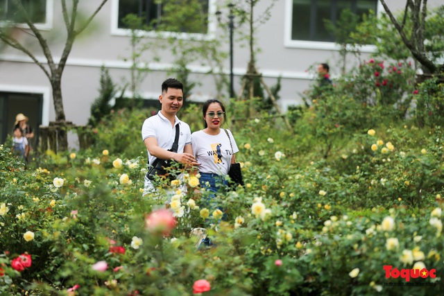Ngắm thung lũng hoa hồng tuyệt đẹp nhận kỷ lục lớn nhất Việt Nam - Ảnh 10.