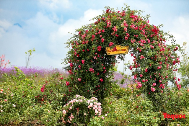 Ngắm thung lũng hoa hồng tuyệt đẹp nhận kỷ lục lớn nhất Việt Nam - Ảnh 9.