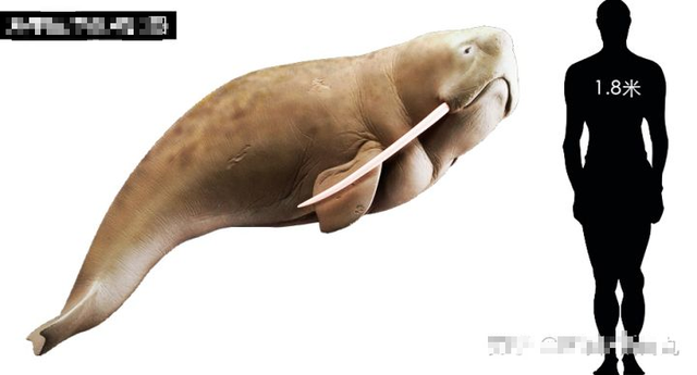 Odobenocetops: Loài cá voi kỳ lạ có cặp ngà bên dài bên ngắn - Ảnh 2.