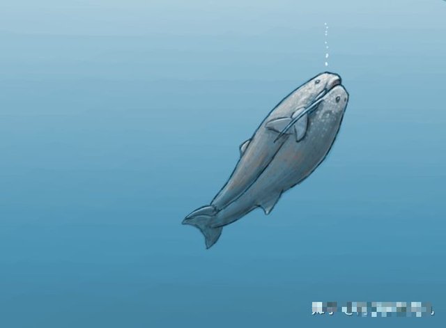 Odobenocetops: Loài cá voi kỳ lạ có cặp ngà bên dài bên ngắn - Ảnh 7.