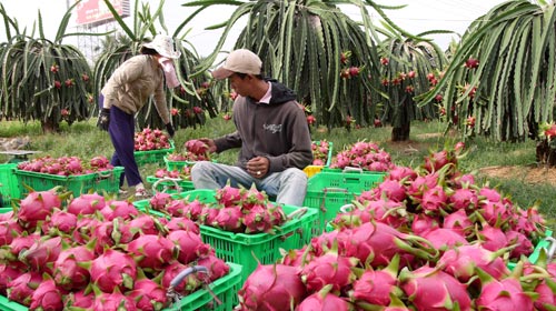 thuong-lai-trung-quoc-am-tham-mo-co-so-thu-gom-thanh-long