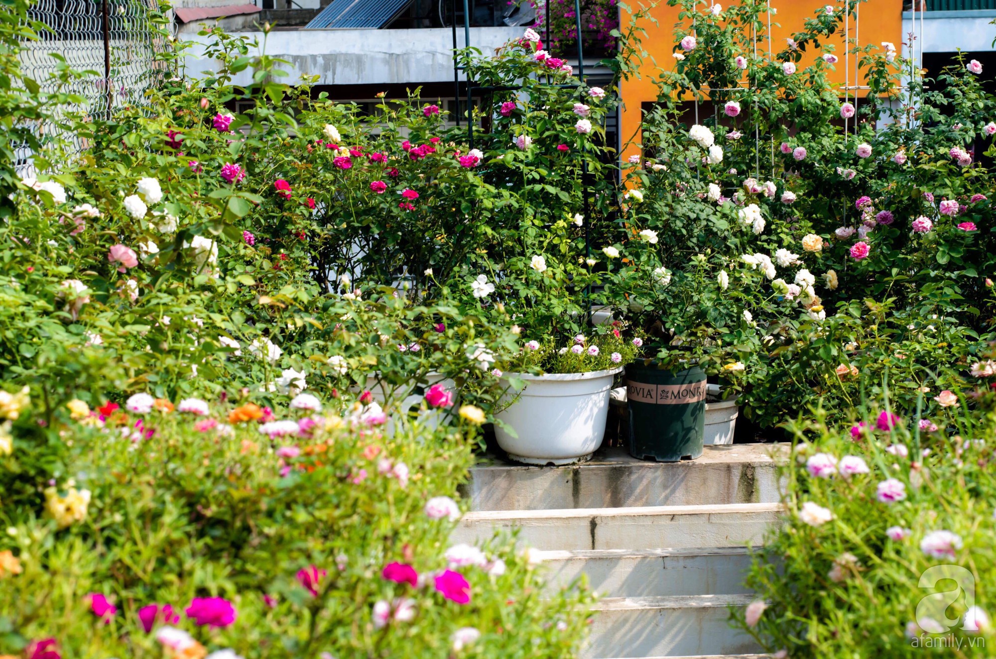 Sau 3 năm trồng hoa hồng, người phụ nữ Hà Nội đã sở hữu một vườn ...