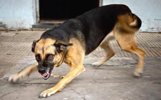 Cao Bằng, tấn công được bởi chó Becgie: Xem hình ảnh hấp dẫn này về chú chó cảnh sát Becgie đã tấn công thành công tên tội phạm nguy hiểm ở Cao Bằng. Cùng khám phá sức mạnh và tài năng của chú chó an ninh này khi truy đuổi tội phạm nhé!
