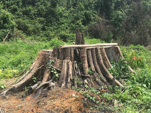 Bình Phước khẩn trương làm rõ vụ phá rừng lấy gỗ tại tiểu khu 363 - Ảnh 1.