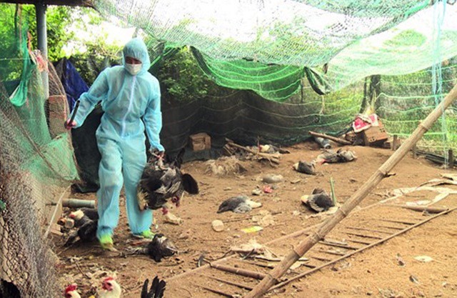 Xuất hiện ổ dịch cúm gia cầm H5N6 có độc tính cực mạnh tại Phú Yên - Ảnh 1.