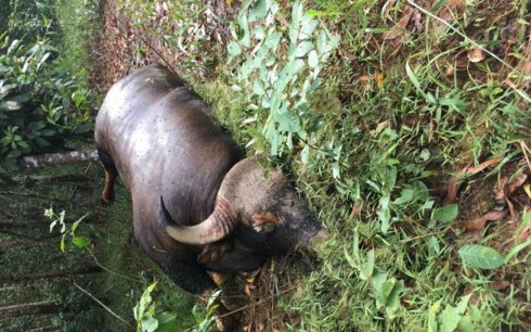 Điều tra cá thể bò tót đực 700kg chết trong rừng - Ảnh 1.
