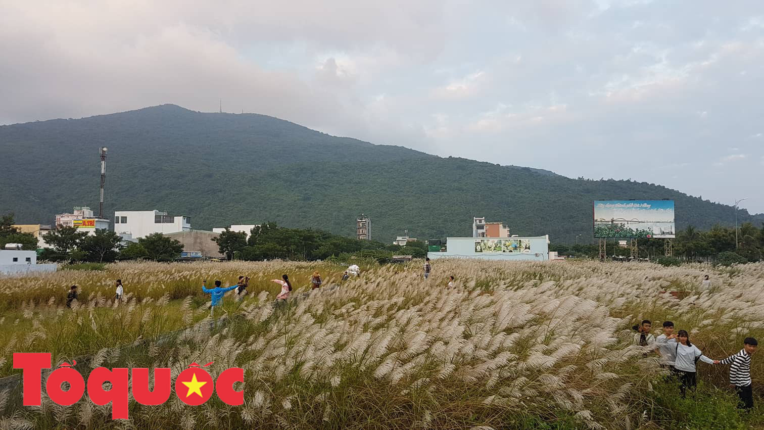 Đẹp nao lòng bên hoa lau trắng nở rợp trời Đà Nẵng - Ảnh 1. Đẹp nao lòng bên hoa lau trắng nở rợp trời Đà Nẵng - Ảnh 1.