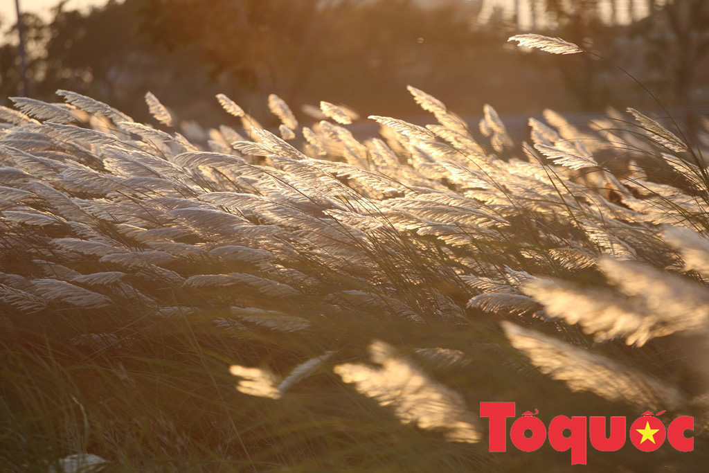 Đẹp nao lòng bên hoa lau trắng nở rợp trời Đà Nẵng - Ảnh 15. Đẹp nao lòng bên hoa lau trắng nở rợp trời Đà Nẵng - Ảnh 15.