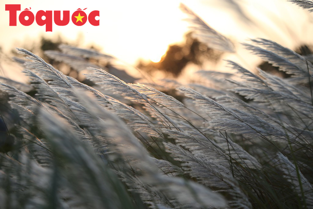 Đẹp nao lòng bên hoa lau trắng nở rợp trời Đà Nẵng - Ảnh 16. Đẹp nao lòng bên hoa lau trắng nở rợp trời Đà Nẵng - Ảnh 16.