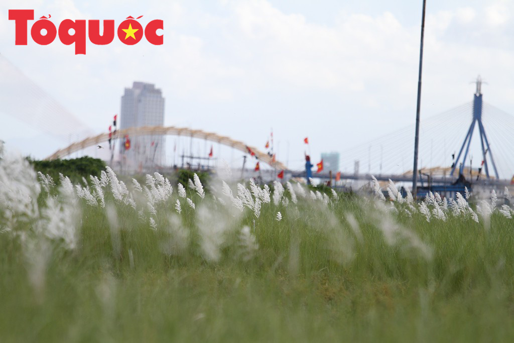 Đẹp nao lòng bên hoa lau trắng nở rợp trời Đà Nẵng - Ảnh 17. Đẹp nao lòng bên hoa lau trắng nở rợp trời Đà Nẵng - Ảnh 17.