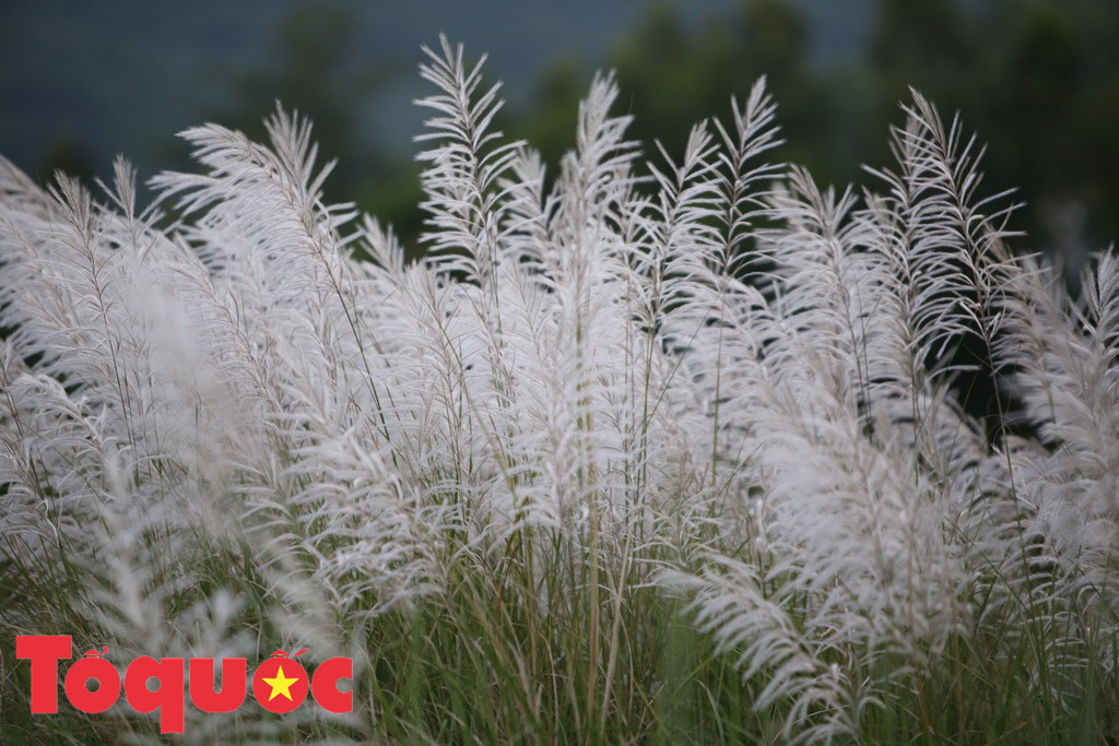 Đẹp nao lòng bên hoa lau trắng nở rợp trời Đà Nẵng - Ảnh 2. Đẹp nao lòng bên hoa lau trắng nở rợp trời Đà Nẵng - Ảnh 2.