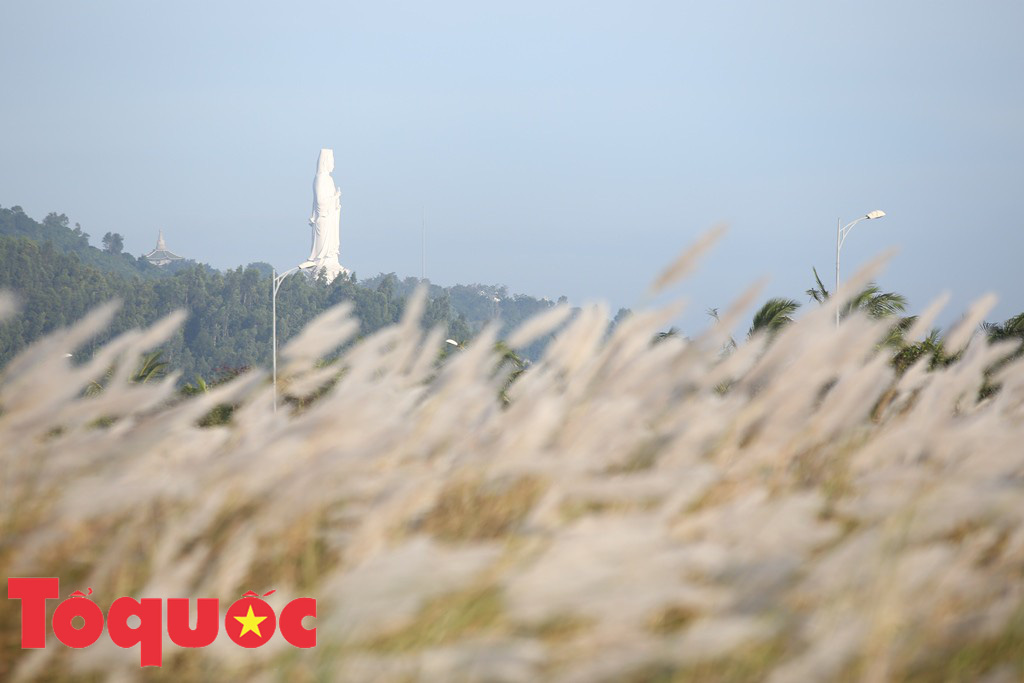 Đẹp nao lòng bên hoa lau trắng nở rợp trời Đà Nẵng - Ảnh 3. Đẹp nao lòng bên hoa lau trắng nở rợp trời Đà Nẵng - Ảnh 3.