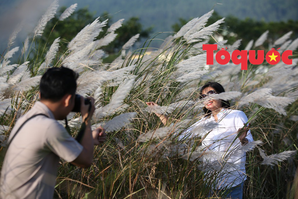 Đẹp nao lòng bên hoa lau trắng nở rợp trời Đà Nẵng - Ảnh 4. Đẹp nao lòng bên hoa lau trắng nở rợp trời Đà Nẵng - Ảnh 4.