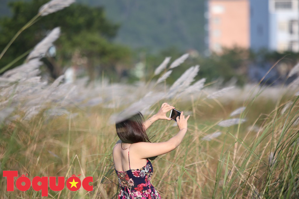 Đẹp nao lòng bên hoa lau trắng nở rợp trời Đà Nẵng - Ảnh 5. Đẹp nao lòng bên hoa lau trắng nở rợp trời Đà Nẵng - Ảnh 5.