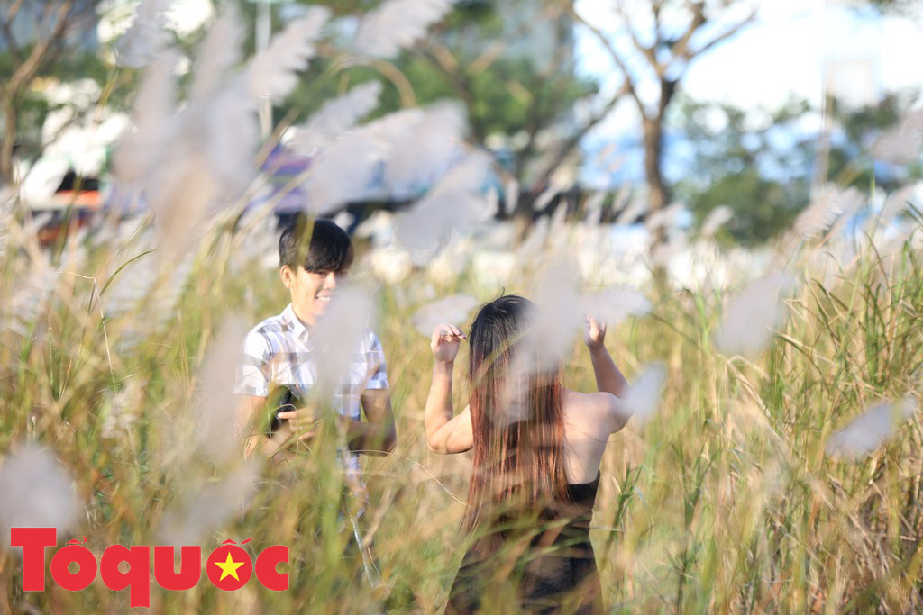 Đẹp nao lòng bên hoa lau trắng nở rợp trời Đà Nẵng - Ảnh 7. Đẹp nao lòng bên hoa lau trắng nở rợp trời Đà Nẵng - Ảnh 7.