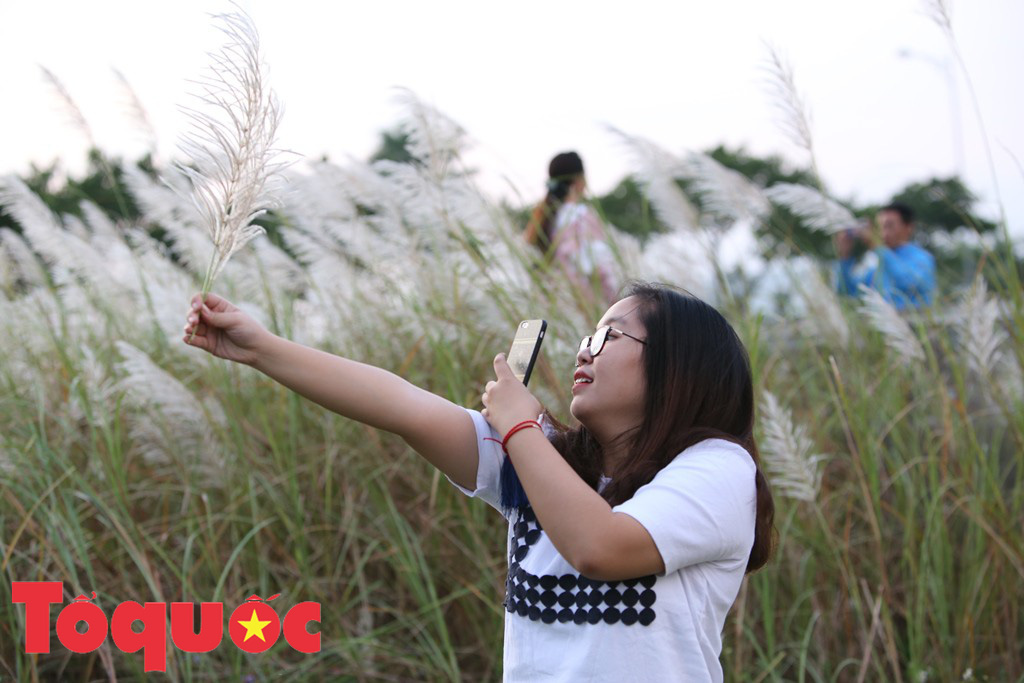 Đẹp nao lòng bên hoa lau trắng nở rợp trời Đà Nẵng - Ảnh 8. Đẹp nao lòng bên hoa lau trắng nở rợp trời Đà Nẵng - Ảnh 8.