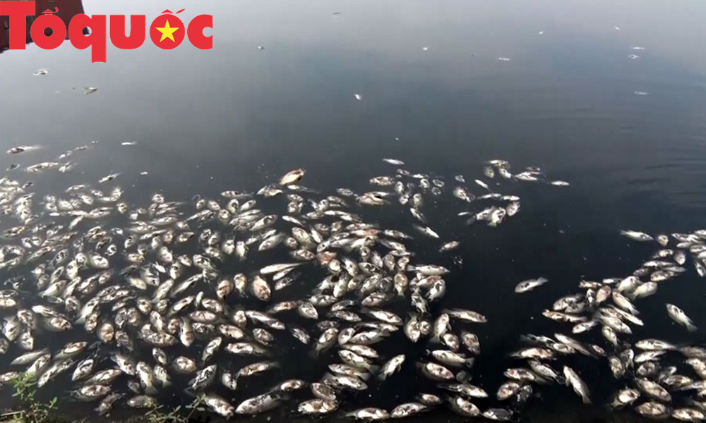 Nghệ An: Ô nhiễm hồ điều hòa tiền tỷ, cá chết trắng bốc mùi hôi thối - Ảnh 1.