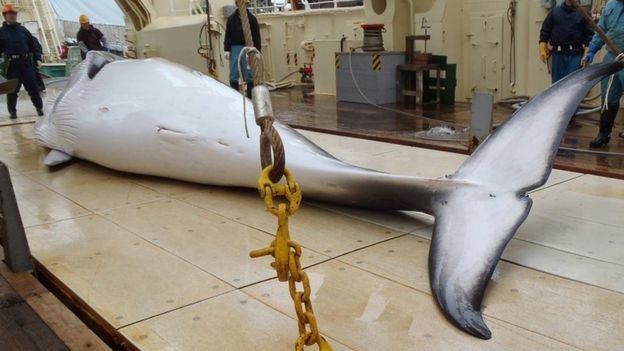 Bất chấp chỉ trích, Nhật Bản lặng lẽ tái khởi động đánh bắt cá voi thương mại - Ảnh 2.