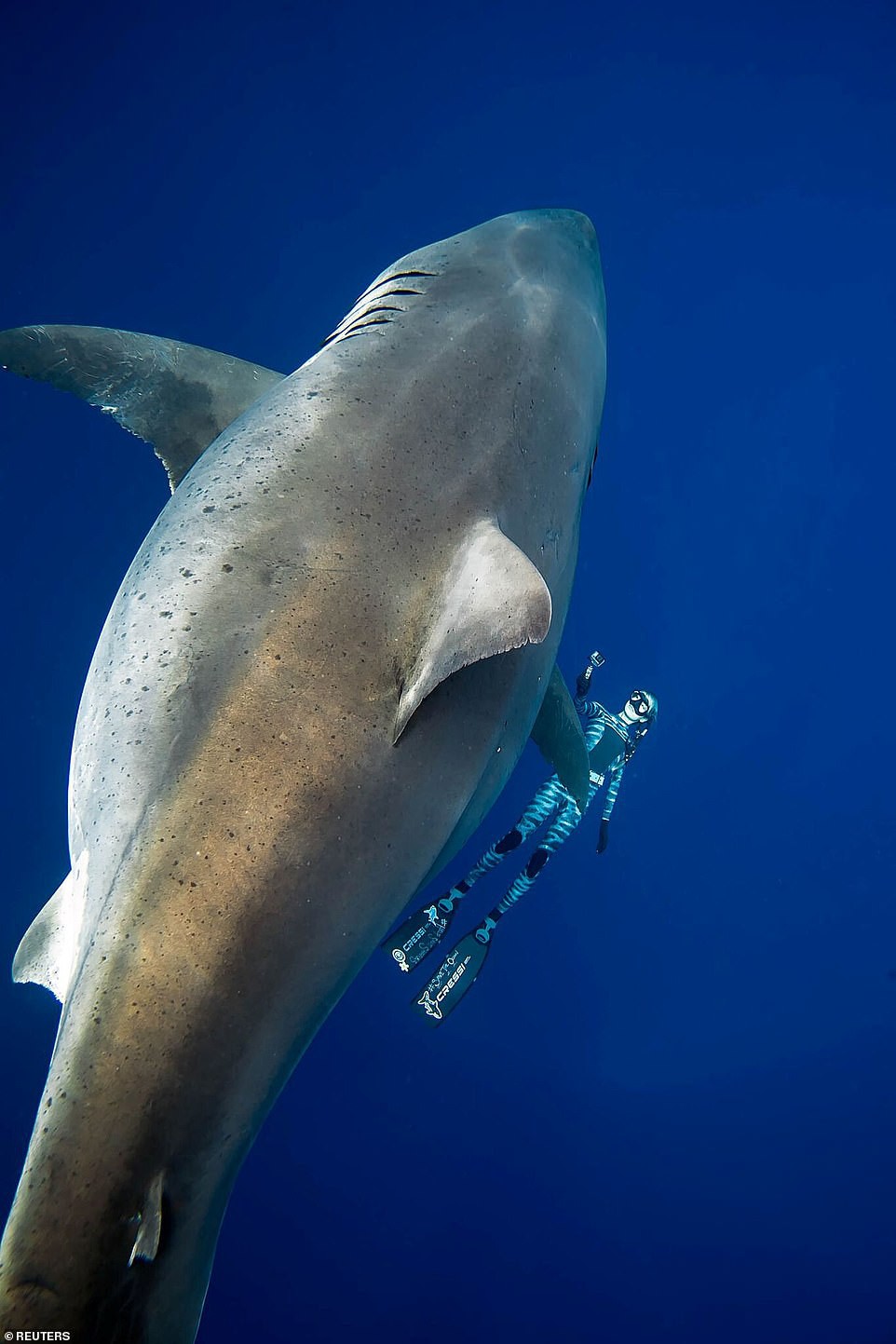 Lộ diện cá mập trắng lớn nhất thế giới đang có 