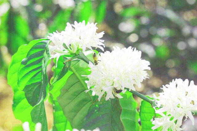 Xuân về ngắm hoa tuyết” phủ trắng Tây Nguyên - Ảnh 7.