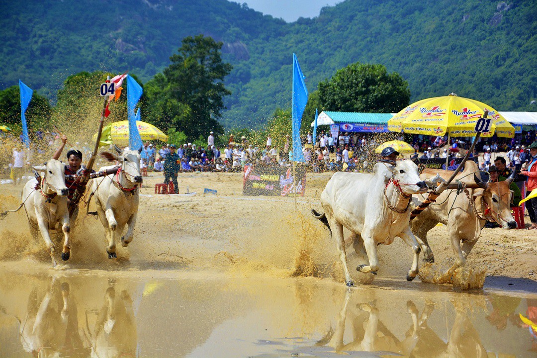 Tưng bừng Lễ hội đua bò Bảy Núi cùng Number 1 Cola - Ảnh 4. Tưng bừng Lễ hội đua bò Bảy Núi cùng Number 1 Cola - Ảnh 4.