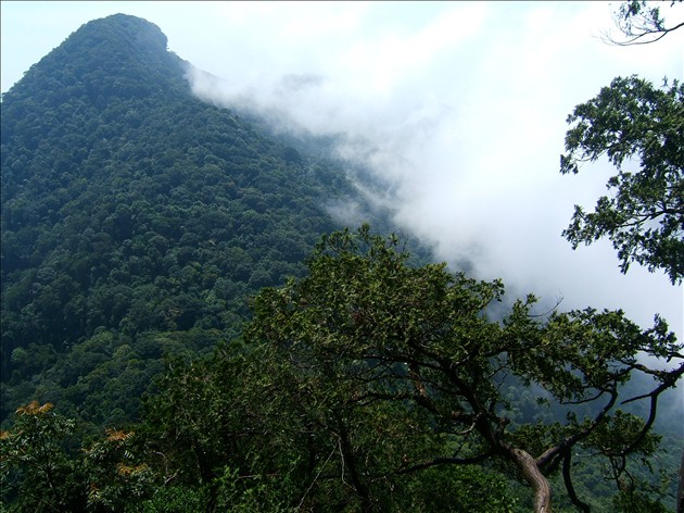 Đà Nẵng công bố diện tích rừng khu bảo tồn Bà Nà – Núi Chúa ngày càng tăng lên - Ảnh 2.