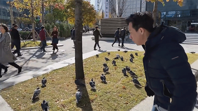 Trấn Thành hớn hở vì phát hiện ra đàn bồ câu béo ú tại Hàn Quốc: đồng cảm hay sao mà thích thú thế anh Thành ơi - Ảnh 3.