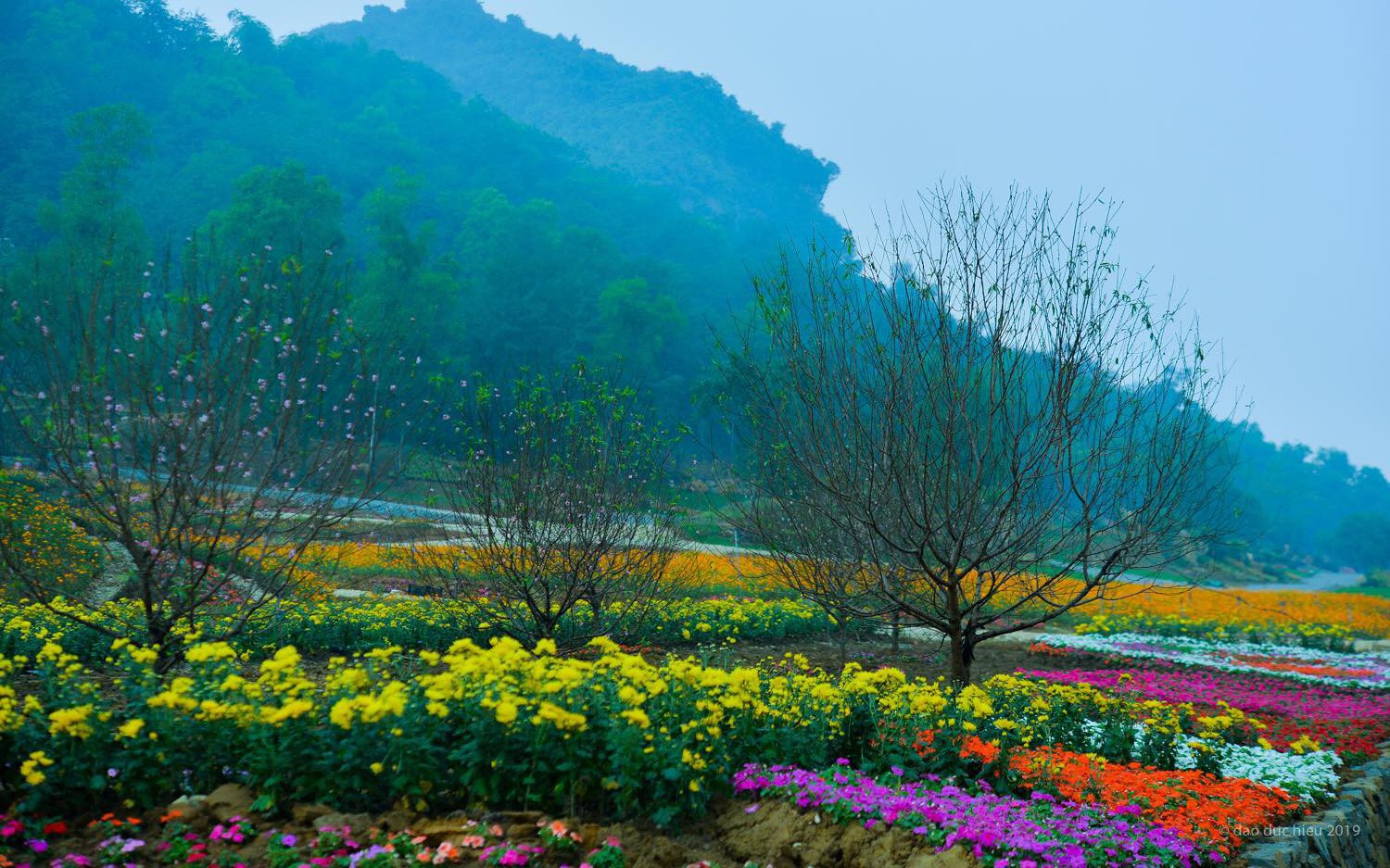 Ngắm thung lũng hoa tuyệt đẹp chuẩn bị chào đón du khách đến Lễ hội hoa Xuân Bái Đính 2019