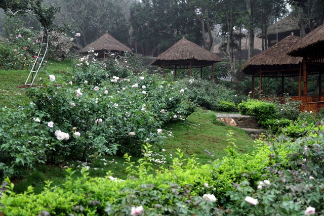 Miễn phí du khách tham quan vườn hồng lớn nhất Việt Nam tại Ba Vì - Ảnh 1.