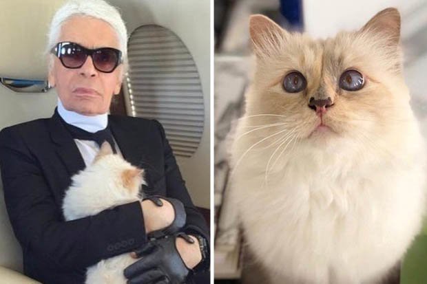 Tranh cãi người hay mèo thừa kế tài sản trăm triệu USD của nhà thiết kế Chanel - Ảnh 1.