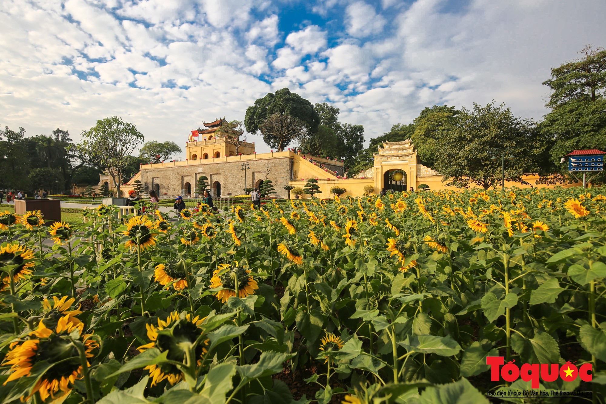 Cánh đồng hoa hướng dương 2.000m2 nở rộ tại Hoàng thành Thăng Long