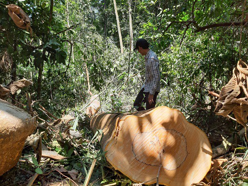 Hàng chục cây gỗ chuồn bị đốn hạ ở rừng phòng hộ Sông Tranh, Ban Quản lý rừng chỉ bị...kiểm điểm  - Ảnh 6.