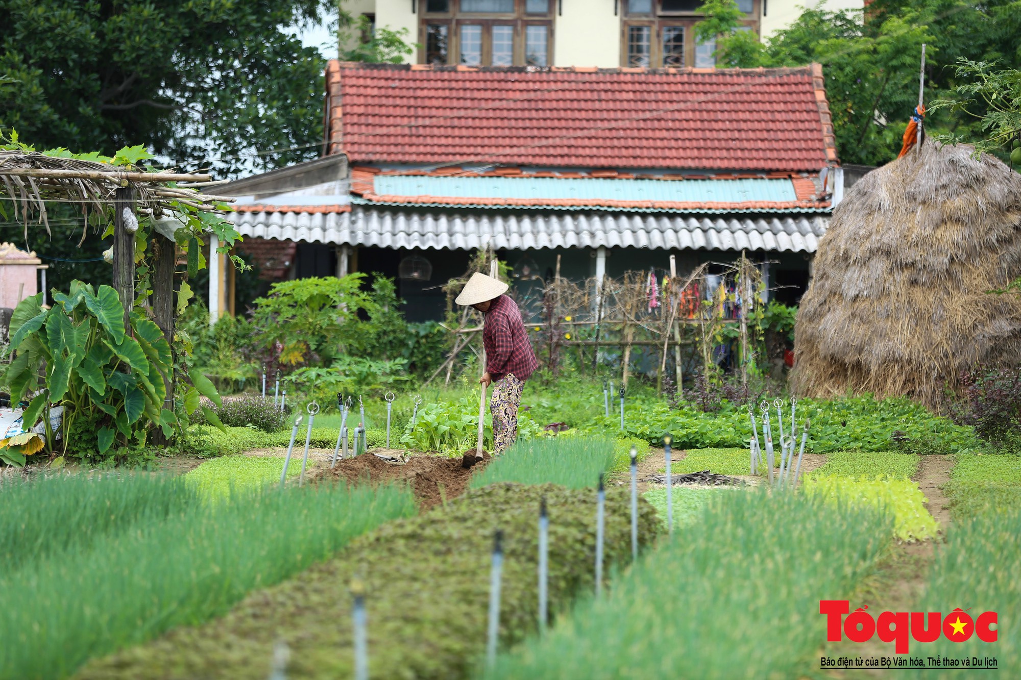 Khách du lịch nước ngoài thích thú làm nông dân cuốc đất trồng rau tại làng Trà Quế - Ảnh 11.