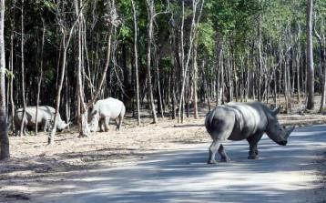 Tê giác con đầu tiên chào đời tại Vinpearl Safari Phú Quốc - Ảnh 4. Tê giác con đầu tiên chào đời tại Vinpearl Safari Phú Quốc - Ảnh 4.